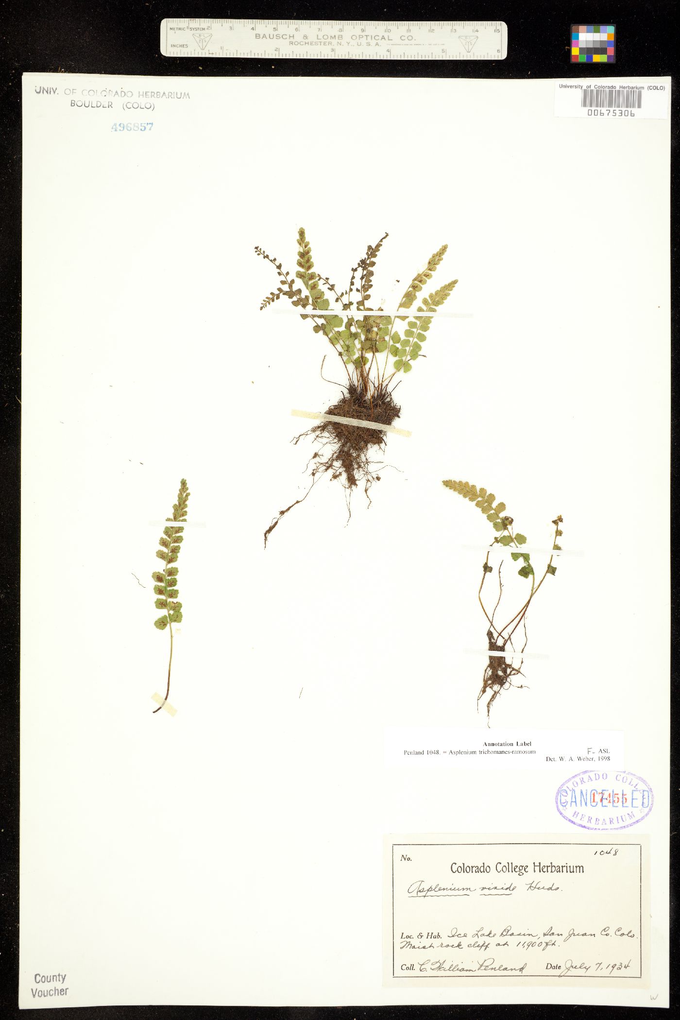 Asplenium viride image