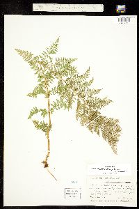 Athyrium alpestre var. americanum image