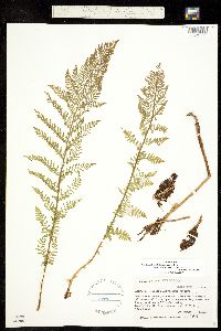 Athyrium distentifolium ssp. americanum image