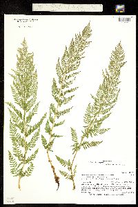 Athyrium distentifolium subsp. americanum image