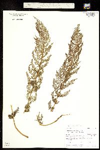 Athyrium distentifolium ssp. americanum image
