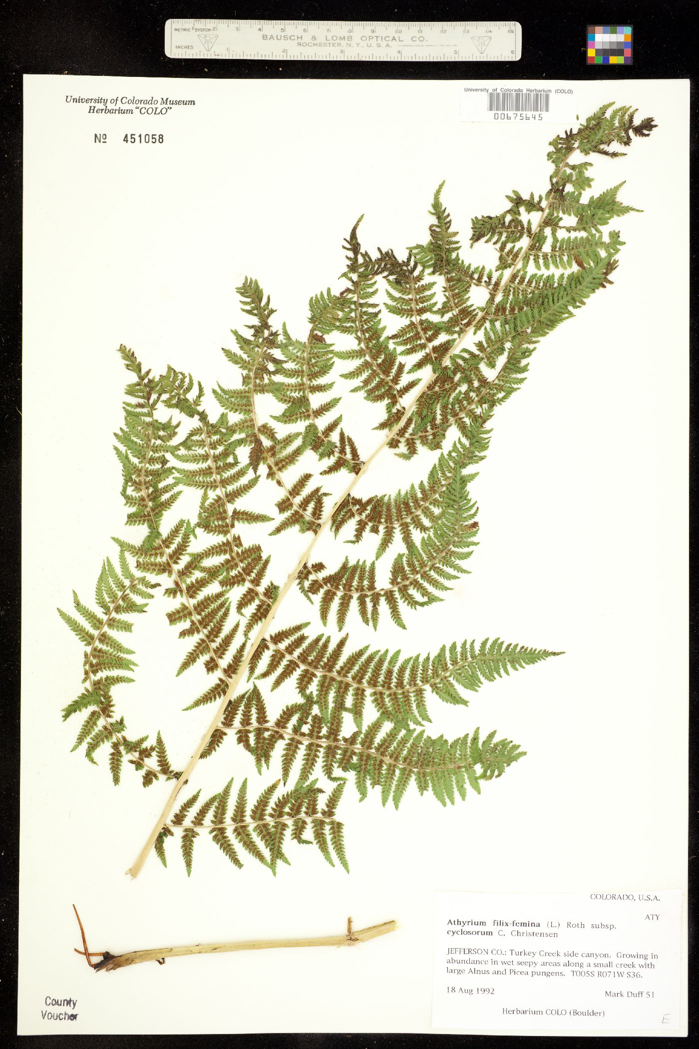 Athyrium filix-femina ssp. cyclosorum image