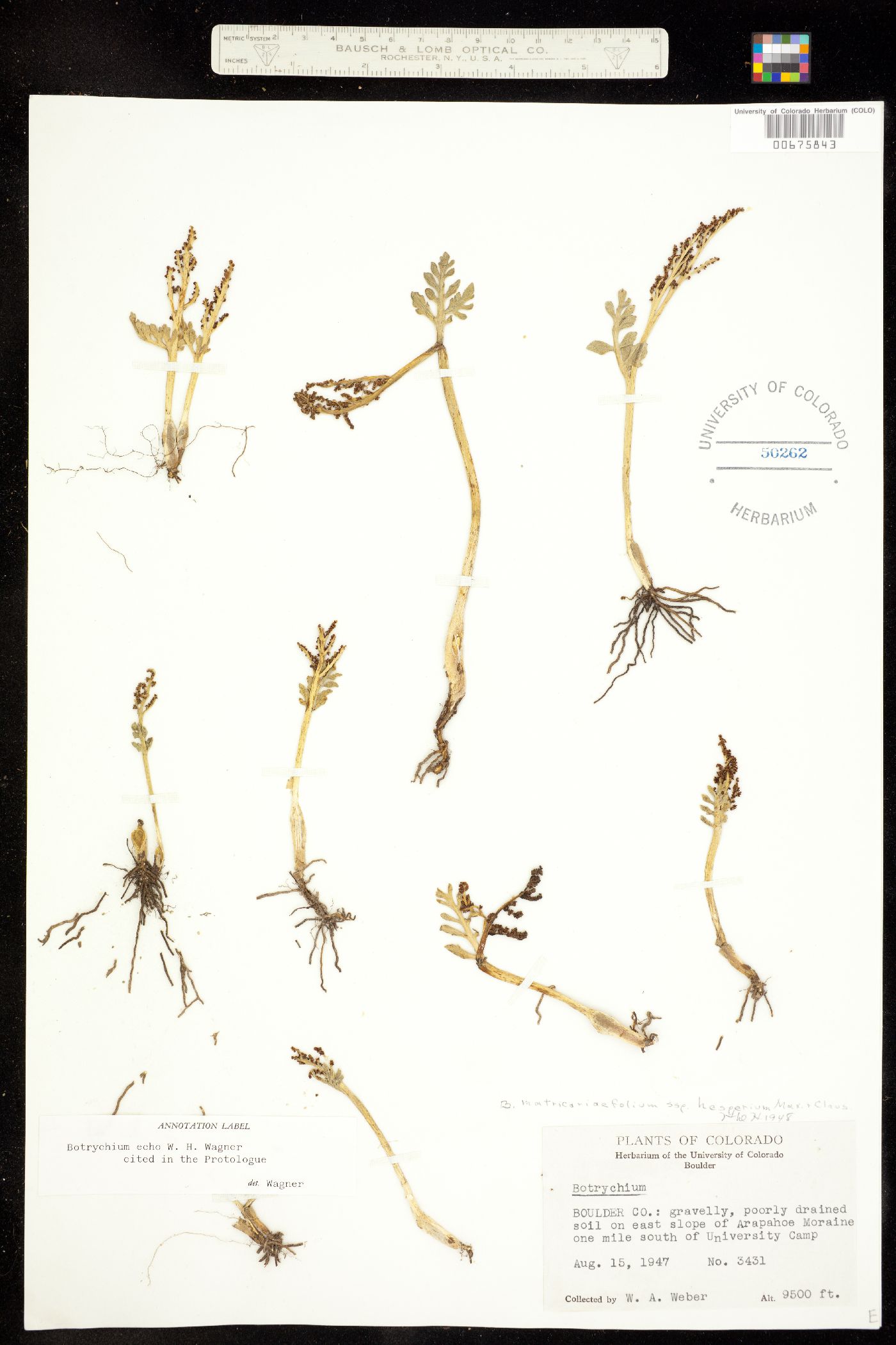 Botrychium echo image
