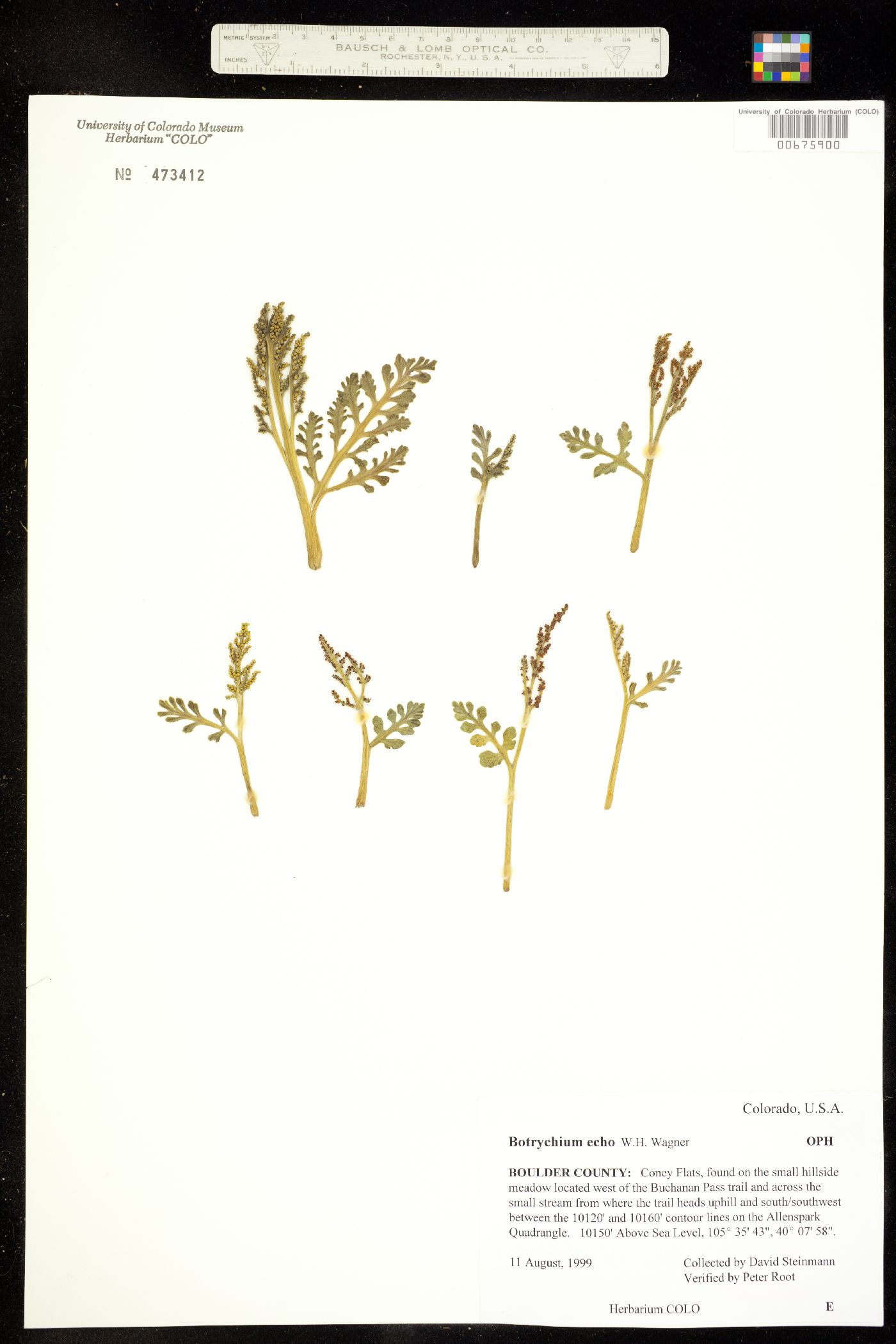 Botrychium echo image
