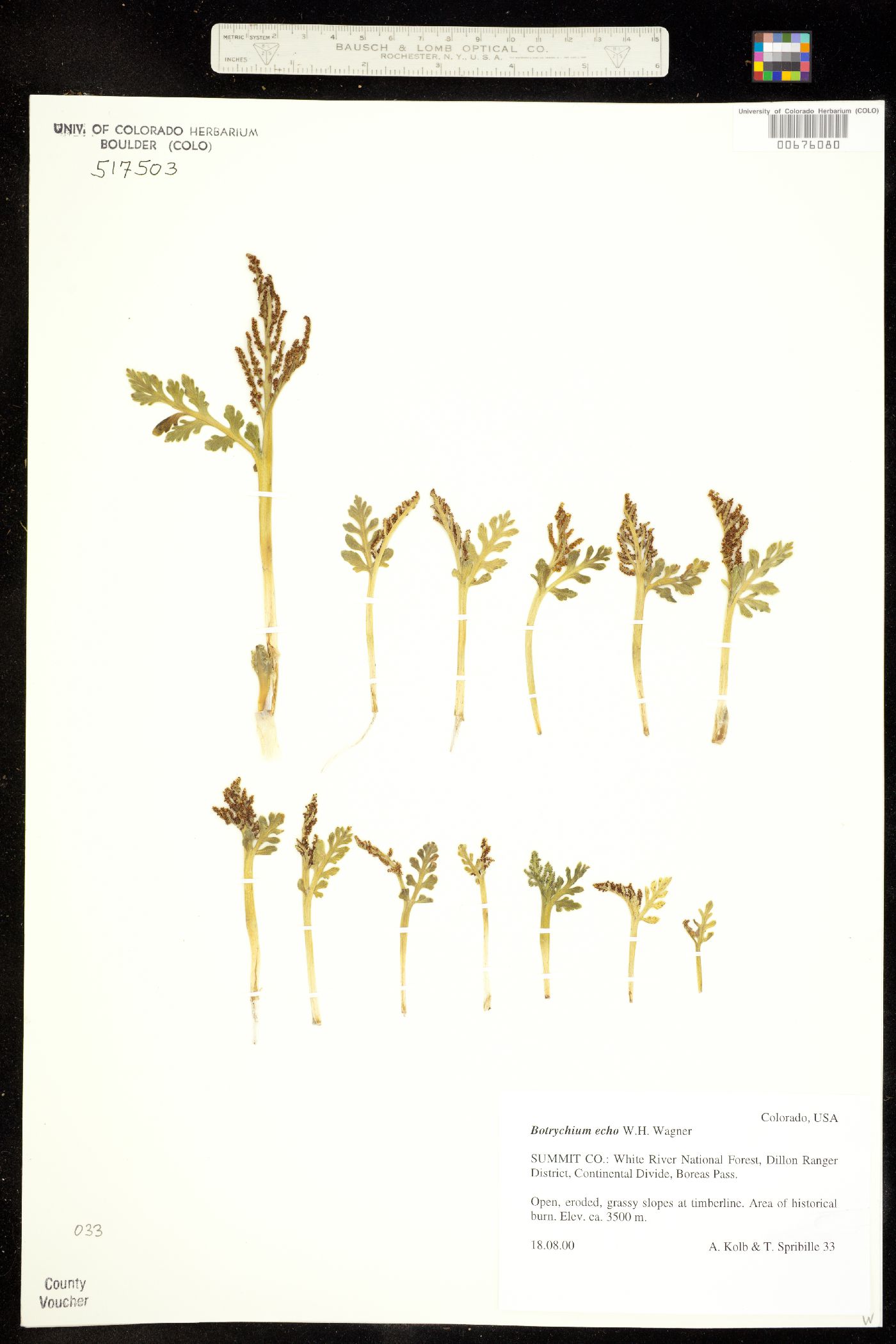 Botrychium echo image