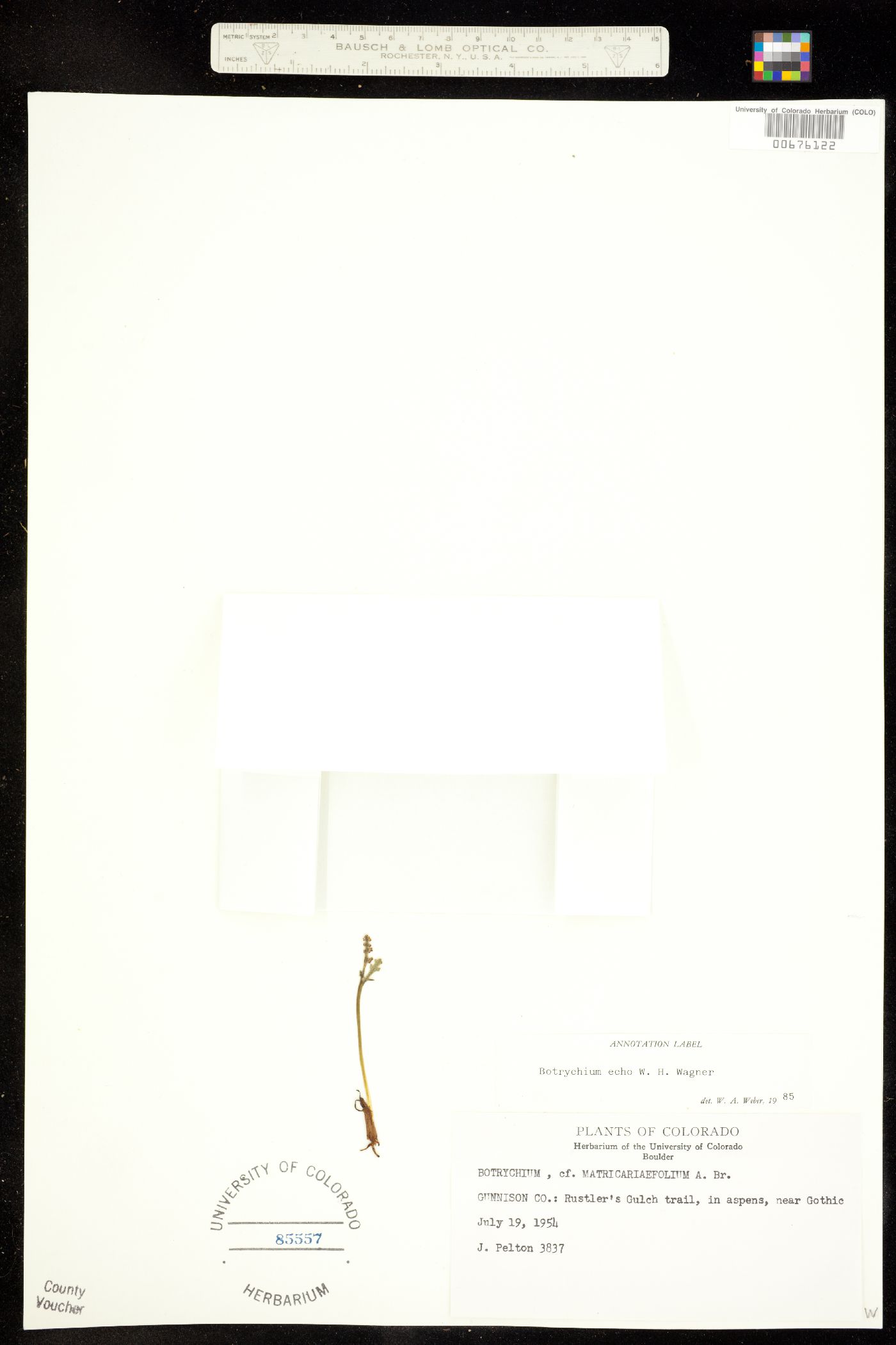 Botrychium echo image
