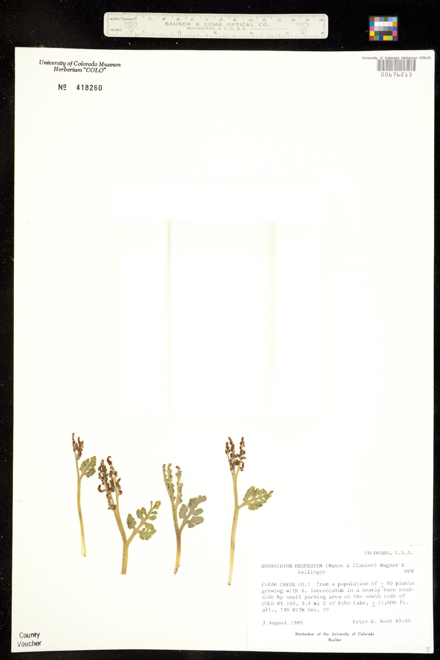 Botrychium hesperium image