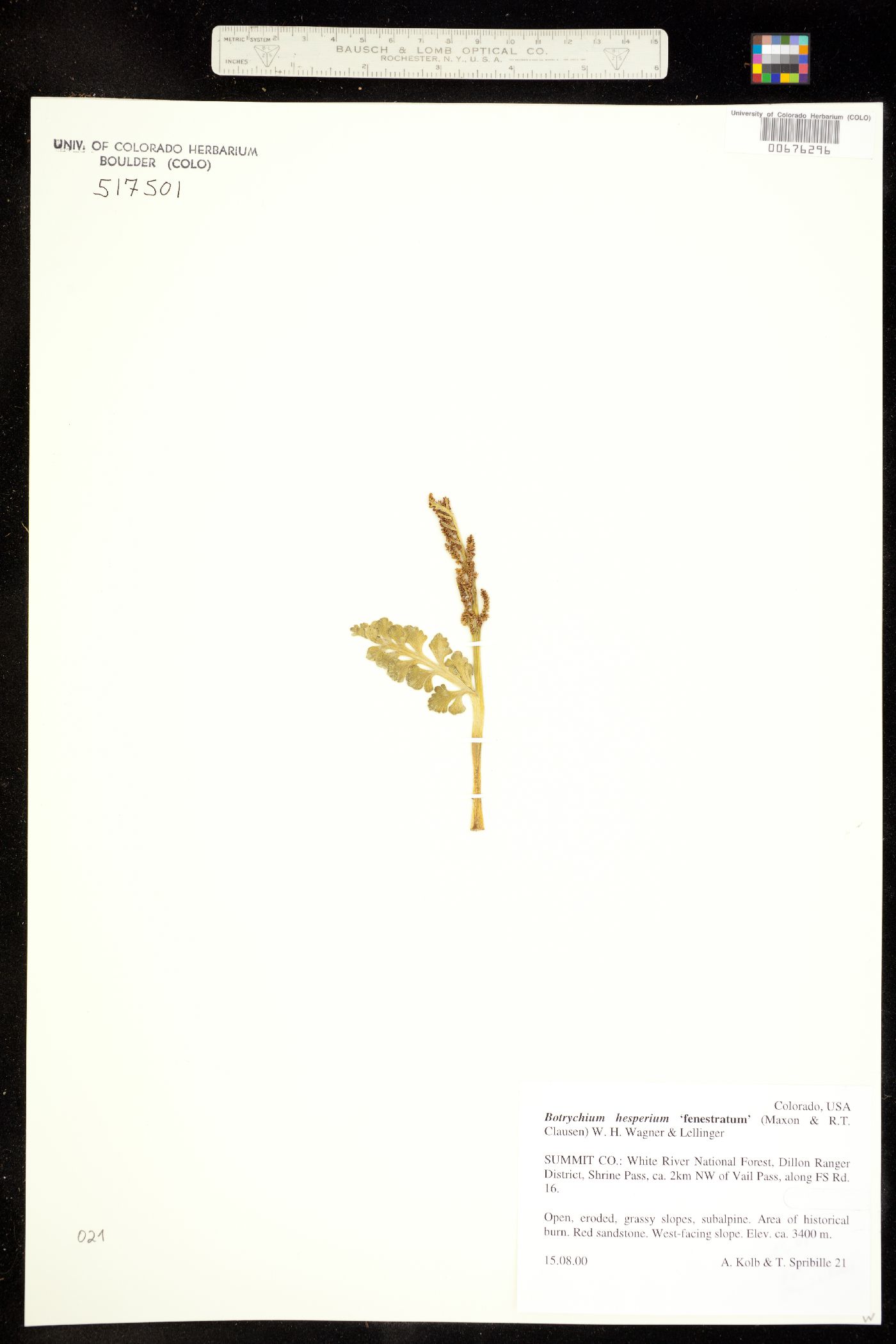 Botrychium hesperium image