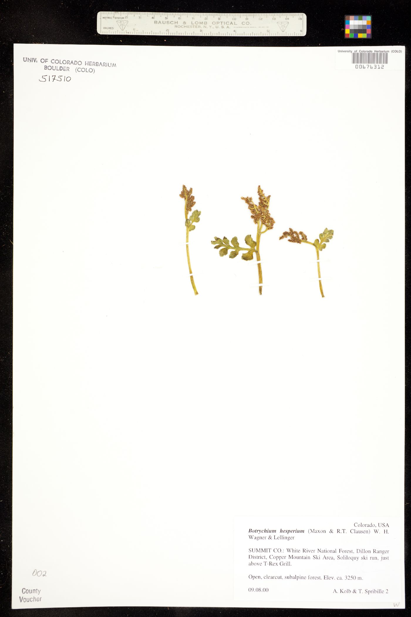Botrychium hesperium image