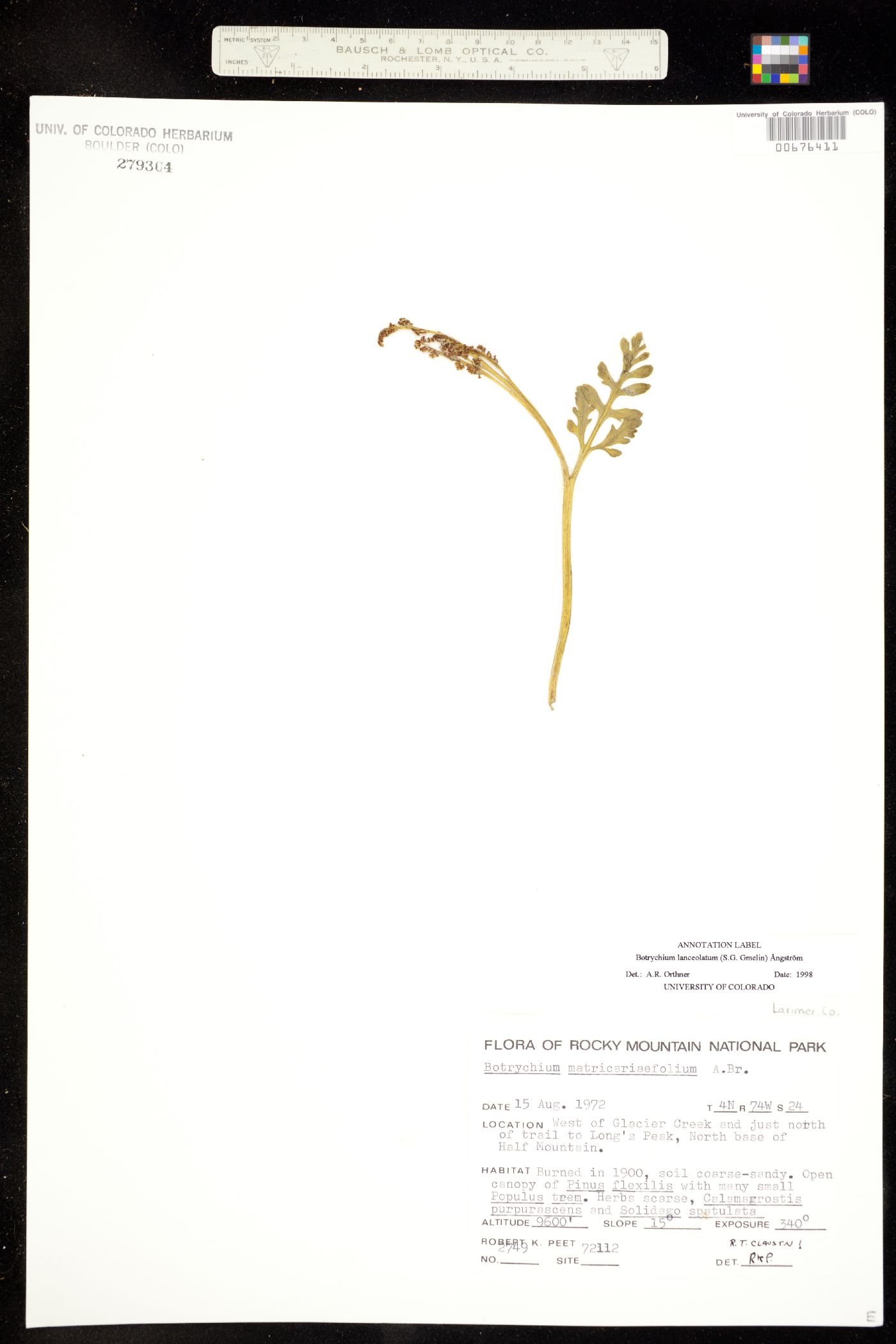 Ophioglossaceae image