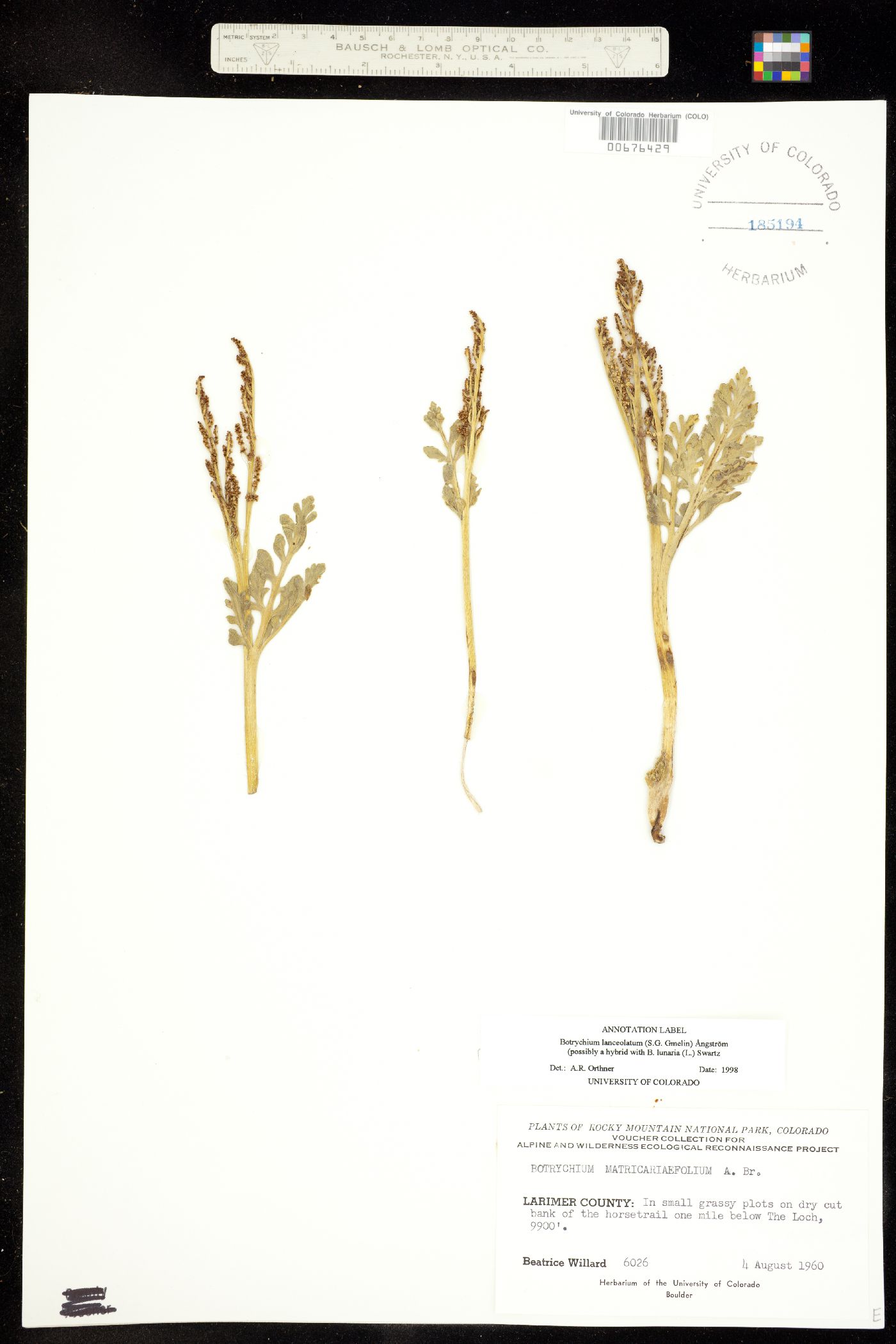 Ophioglossaceae image