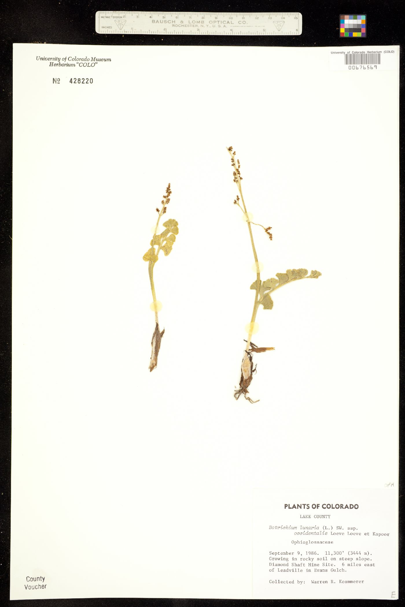 Botrychium lunaria ssp. occidentalis image