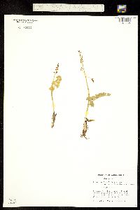 Botrychium lunaria ssp. occidentalis image
