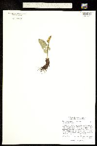 Botrychium lunaria ssp. occidentalis image
