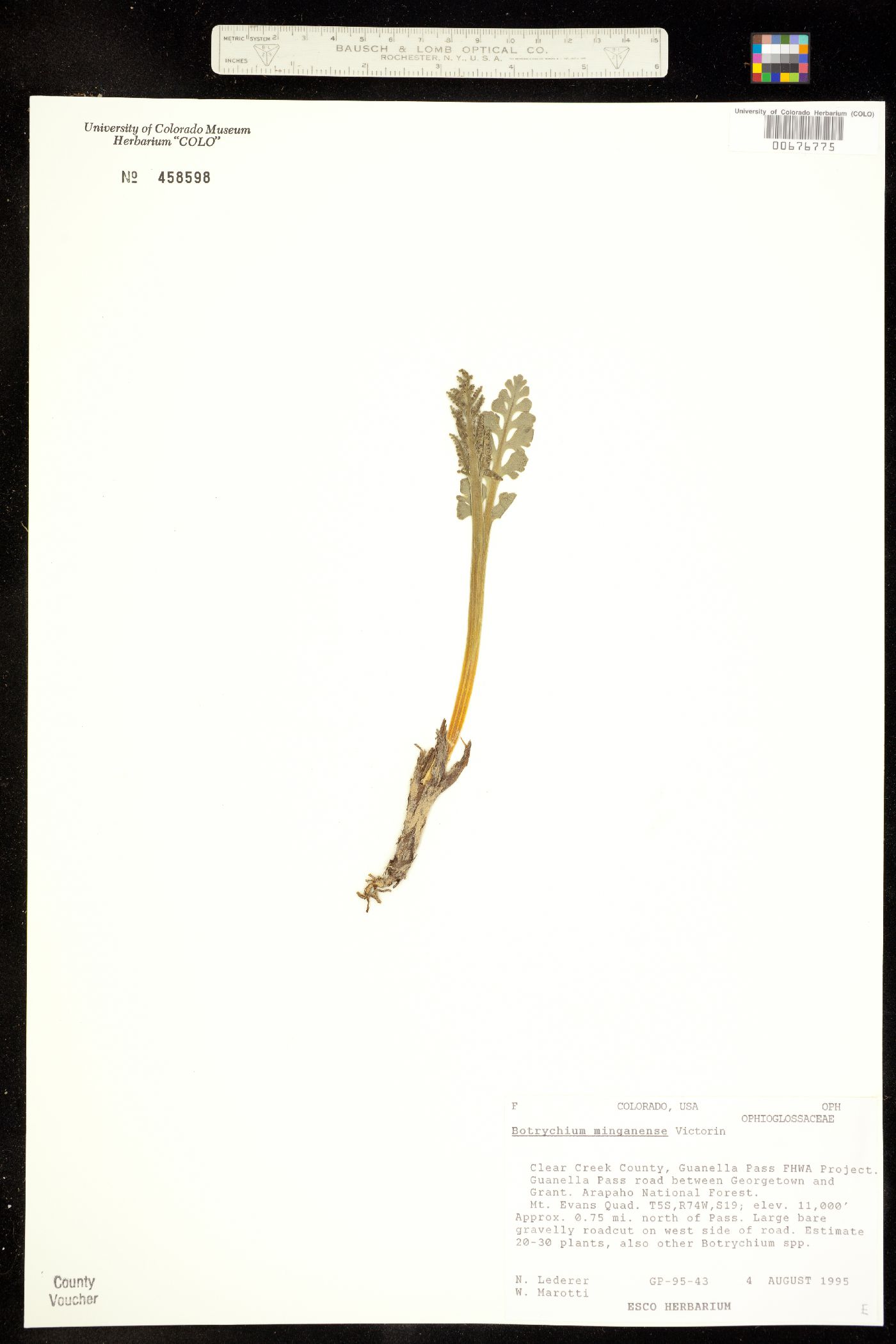 Botrychium minganense image