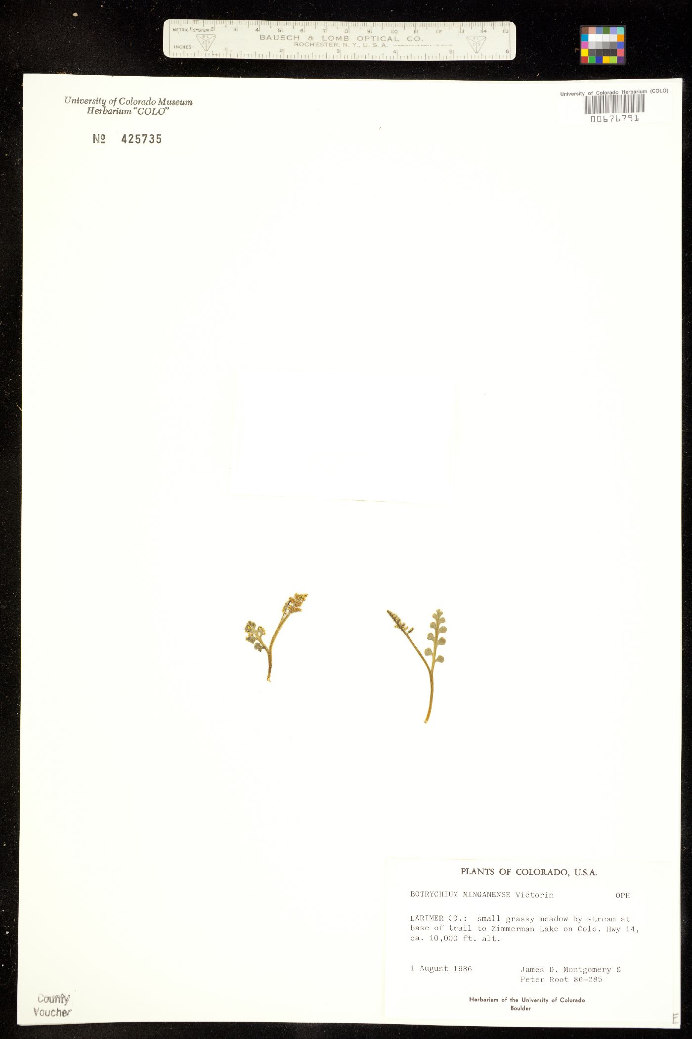 Botrychium minganense image