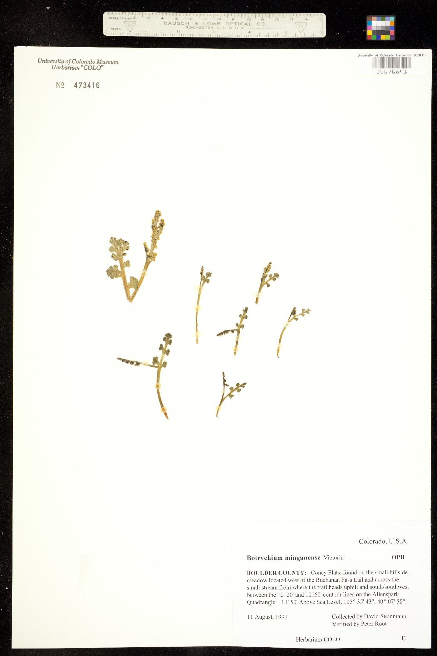 Botrychium minganense image