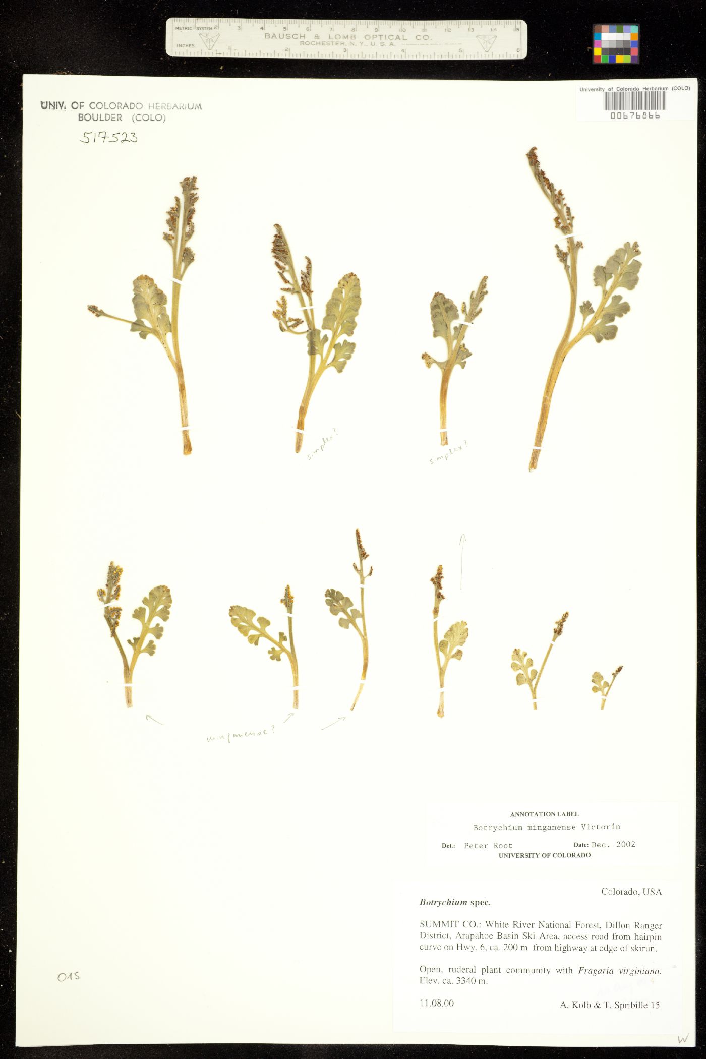 Botrychium minganense image