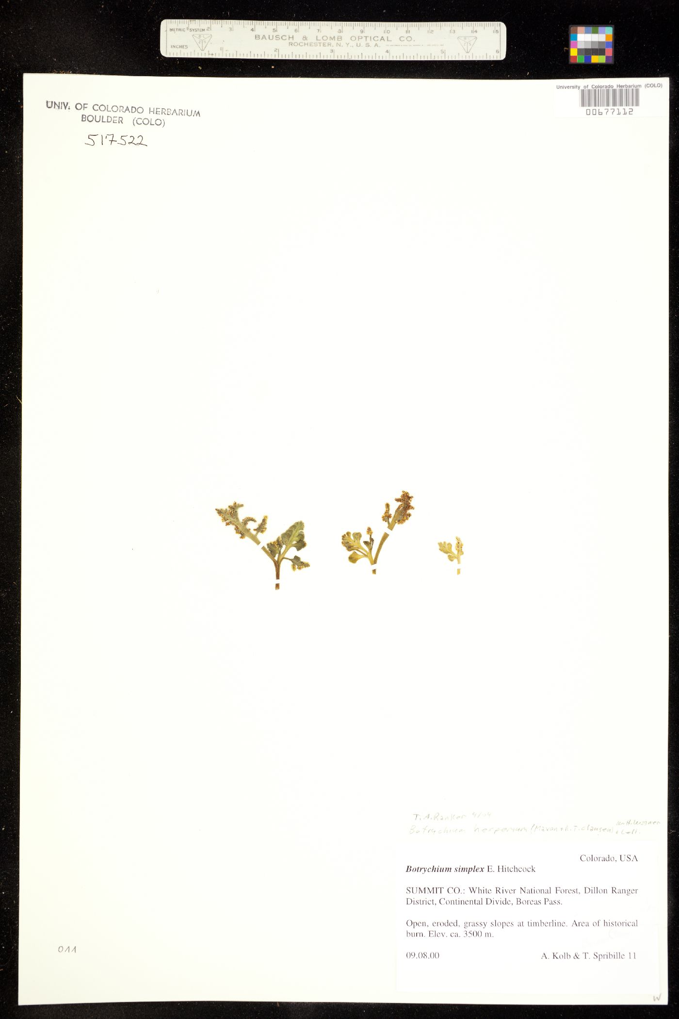 Botrychium hesperium image