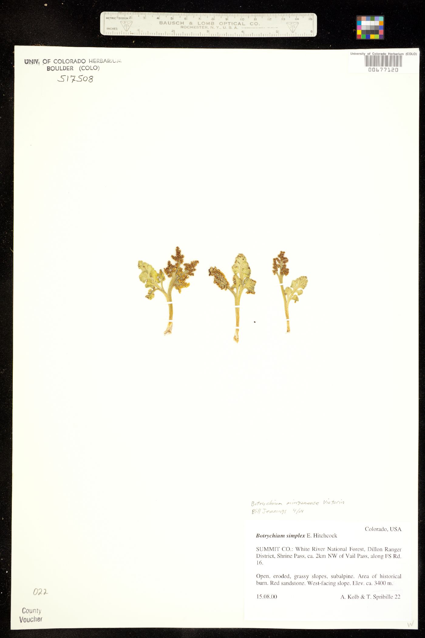 Botrychium minganense image