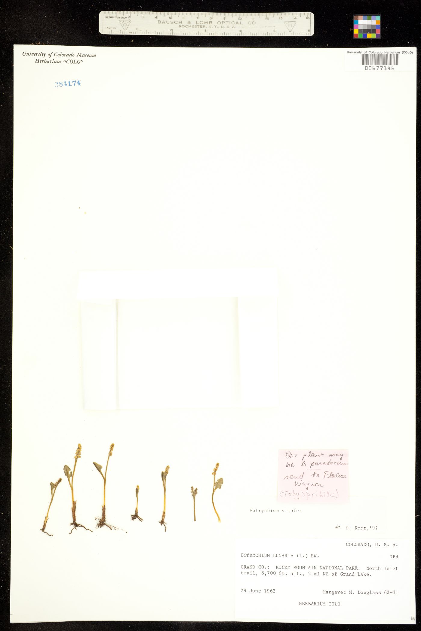 Botrychium simplex image