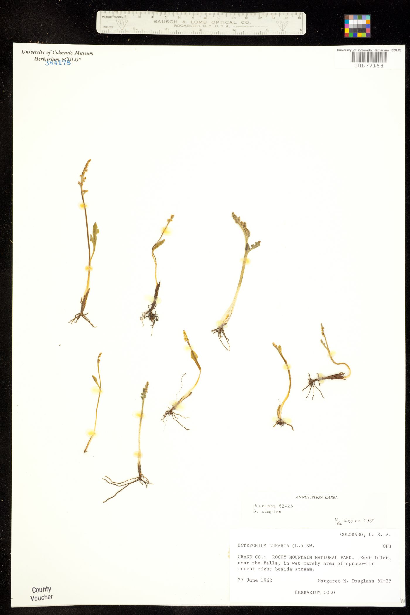 Botrychium simplex image