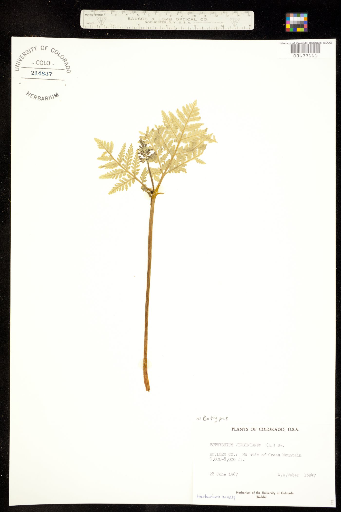 Botrypus virginianus ssp. europaeus image