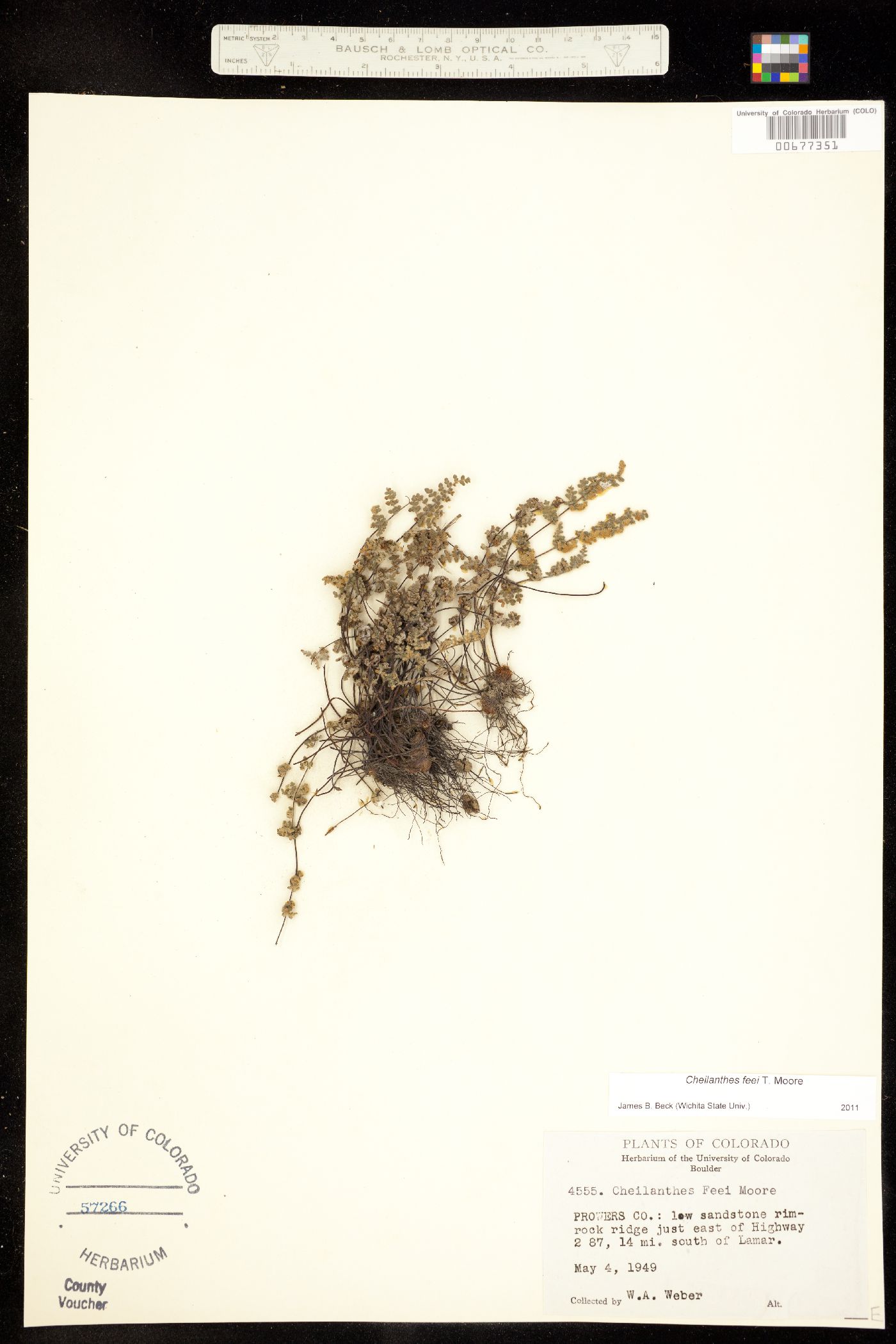 Cheilanthes féei image