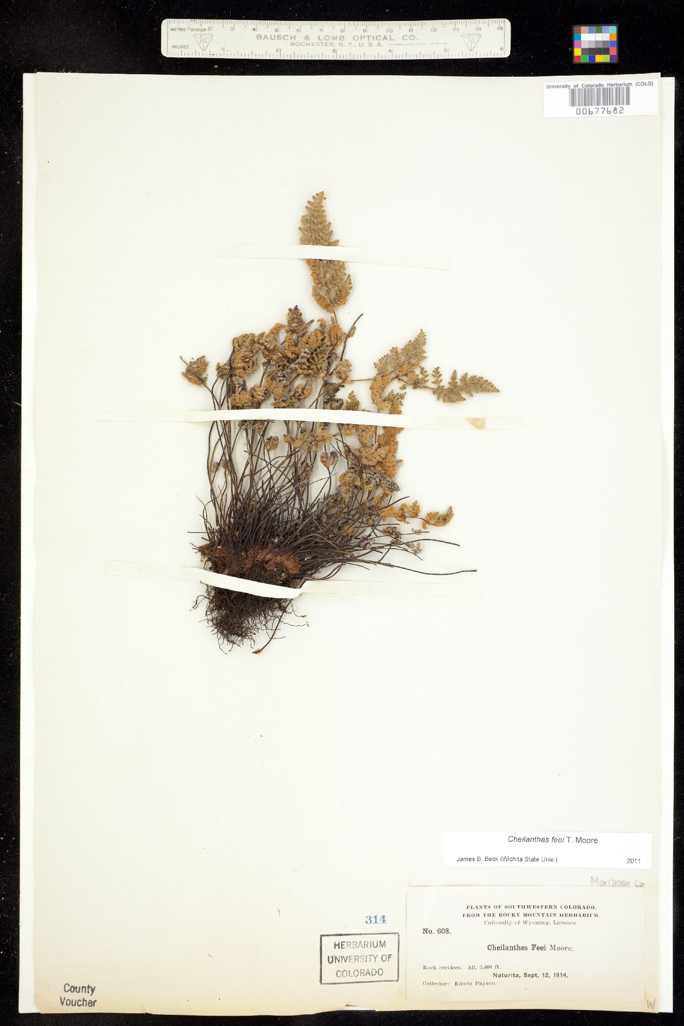 Cheilanthes féei image
