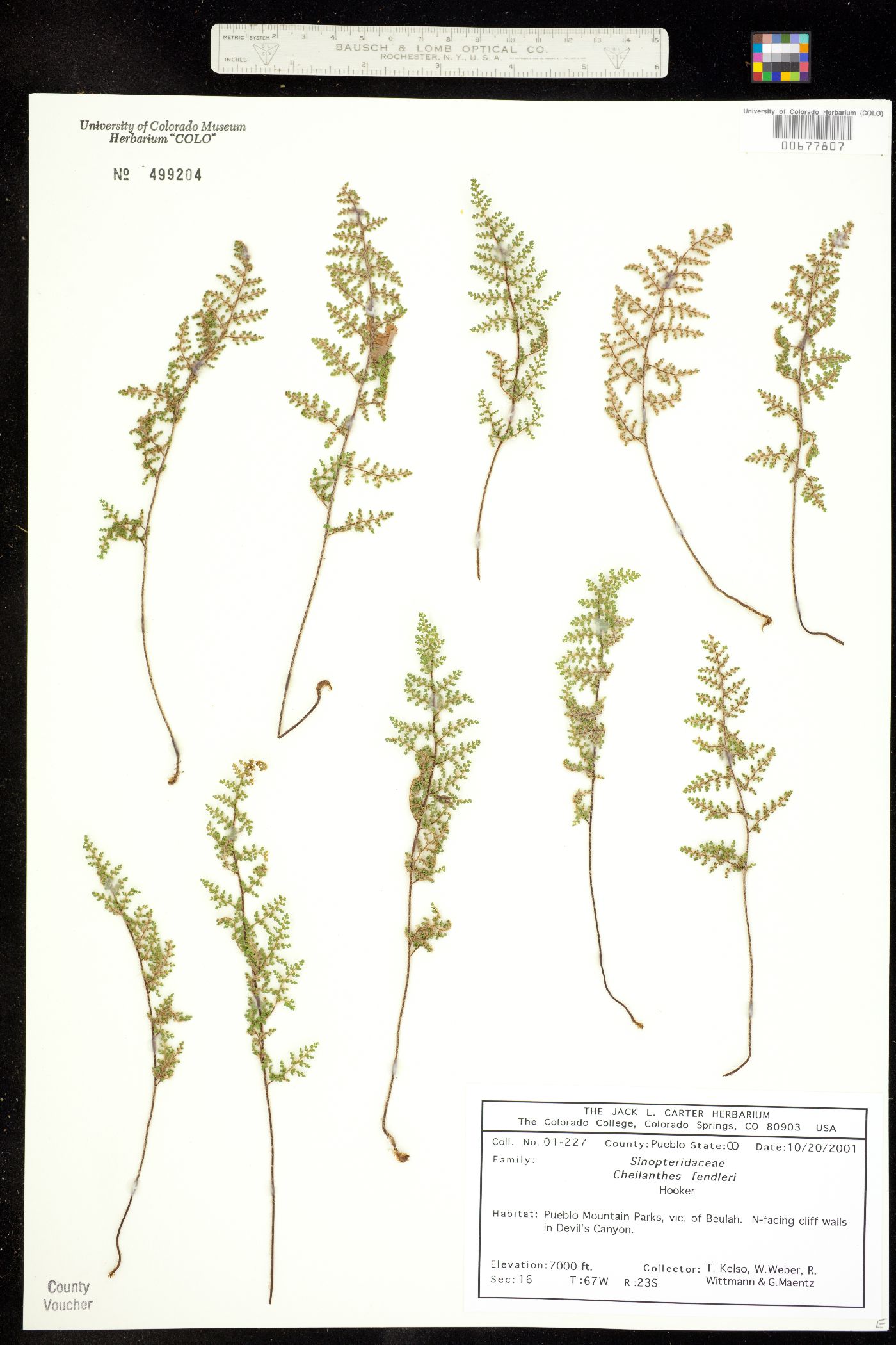 Pteridaceae image