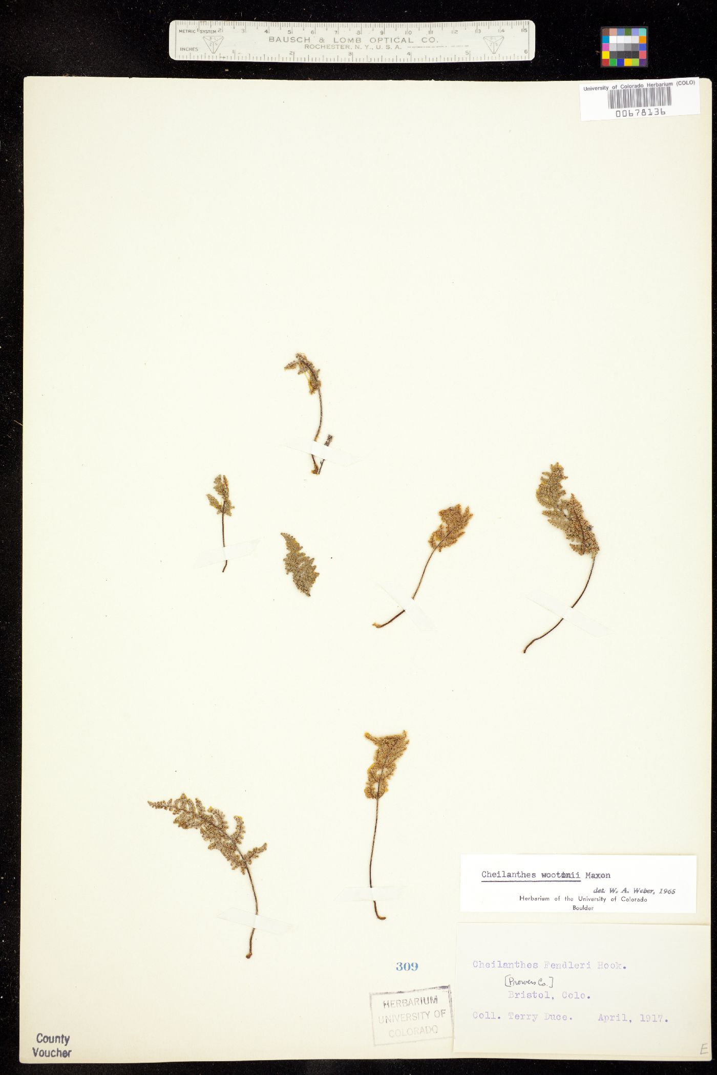 Cheilanthes wootonii image