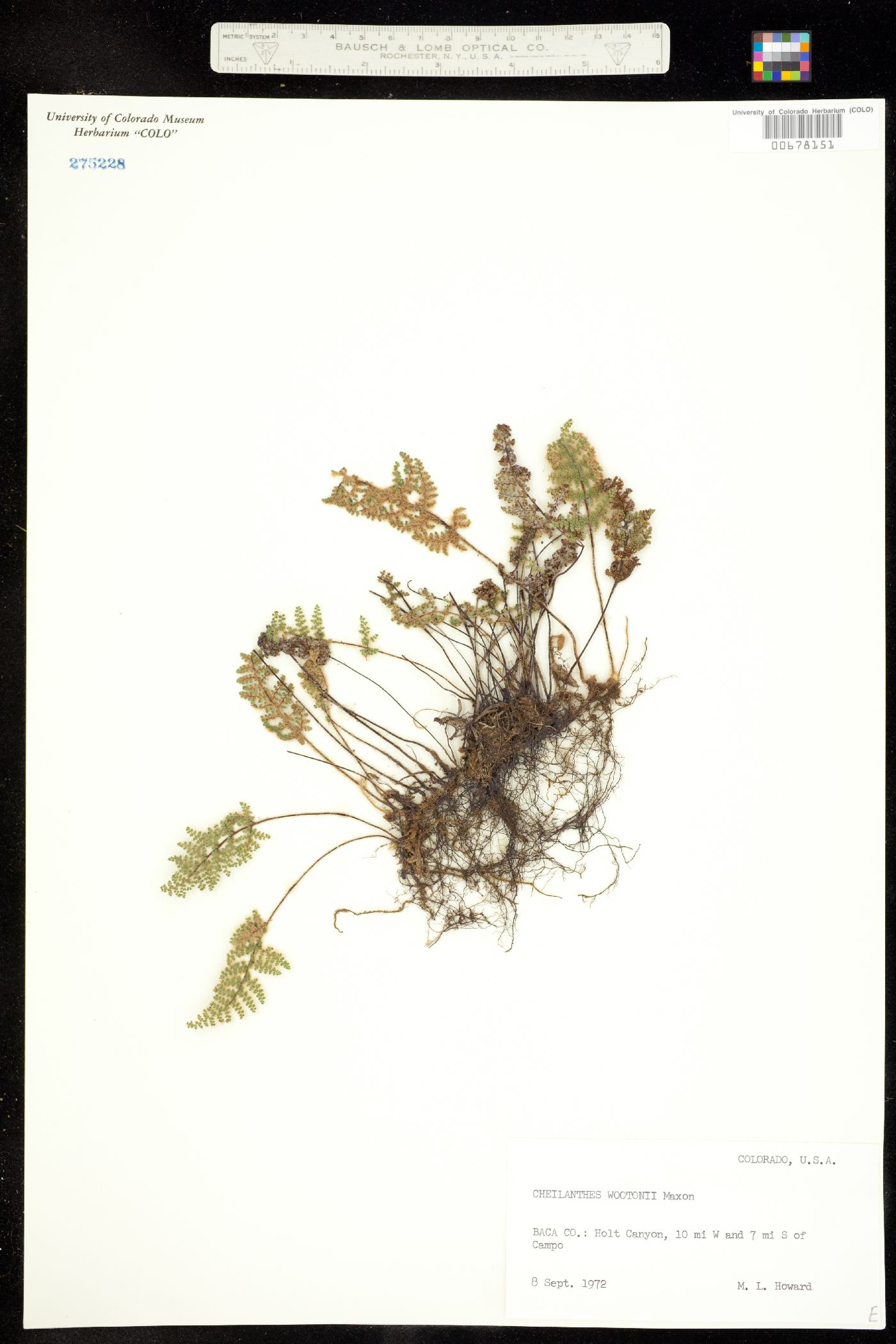 Cheilanthes wootonii image