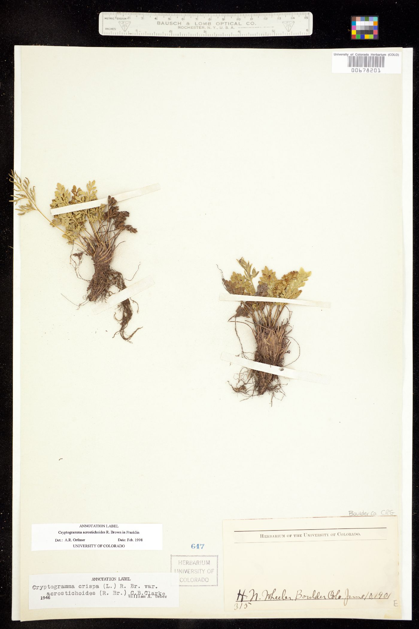 Cryptogramma acrostichoides image