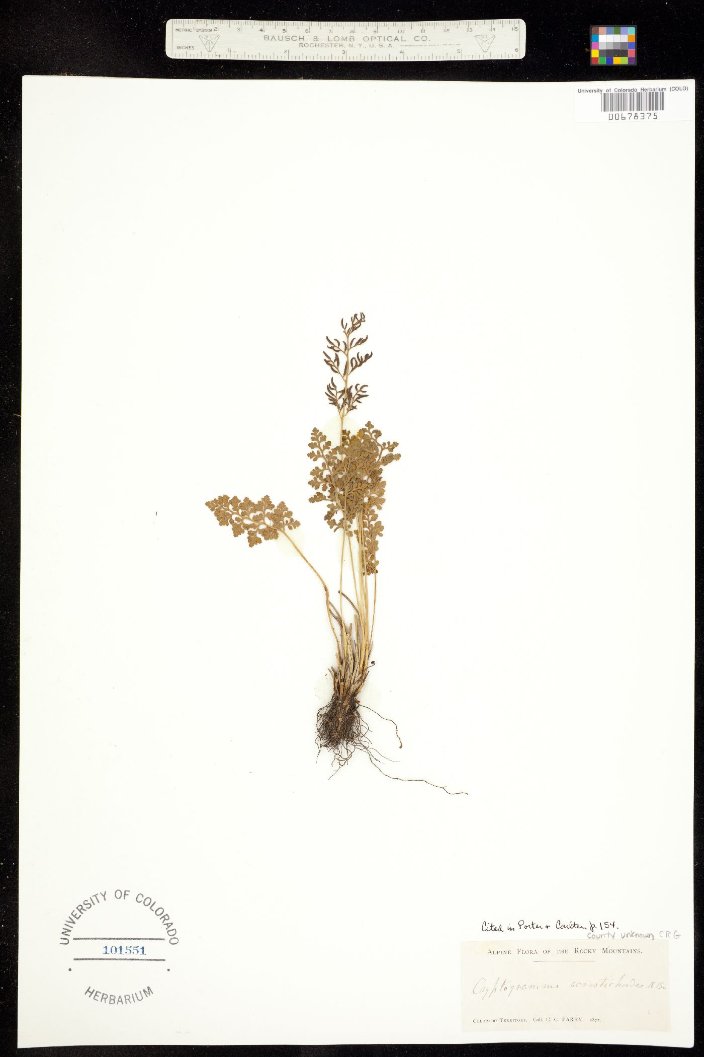 Cryptogramma acrostichoides image