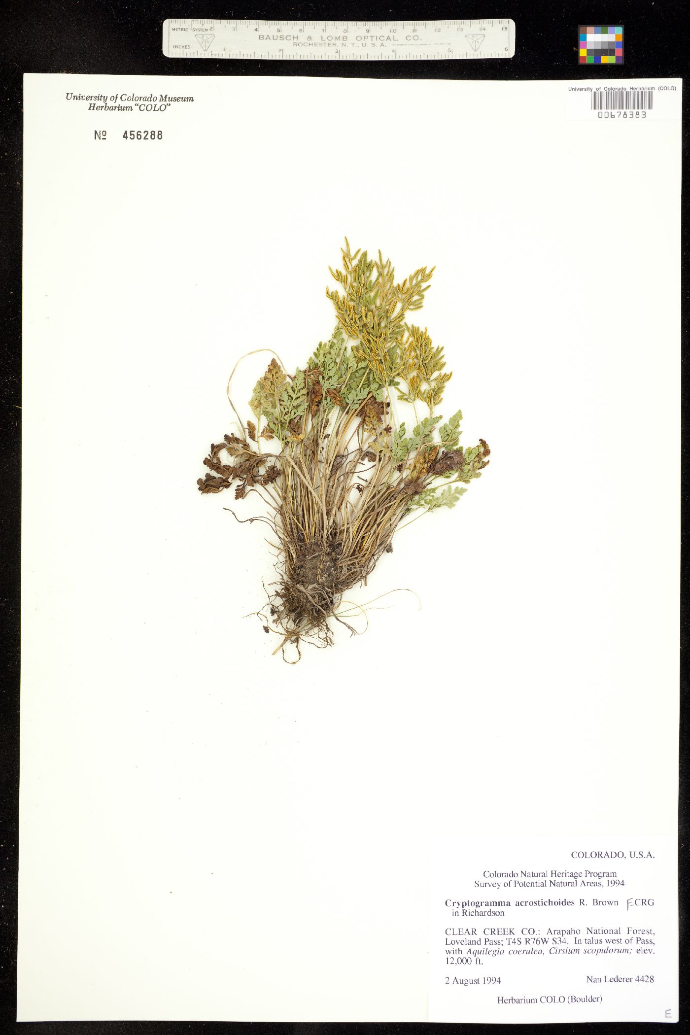 Cryptogramma acrostichoides image