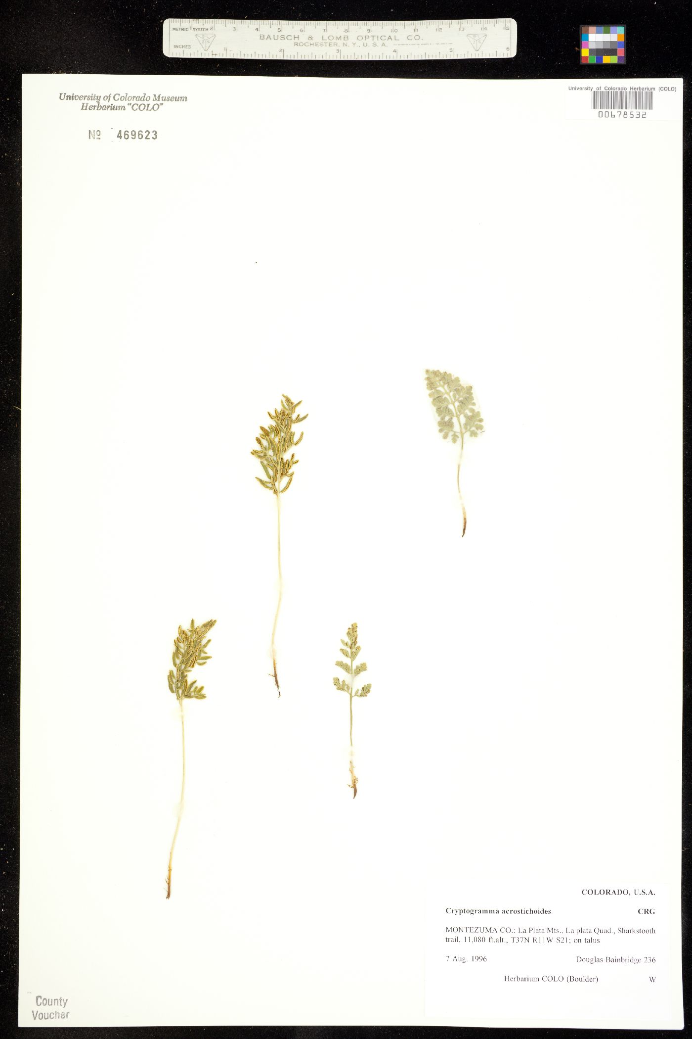 Pteridaceae image