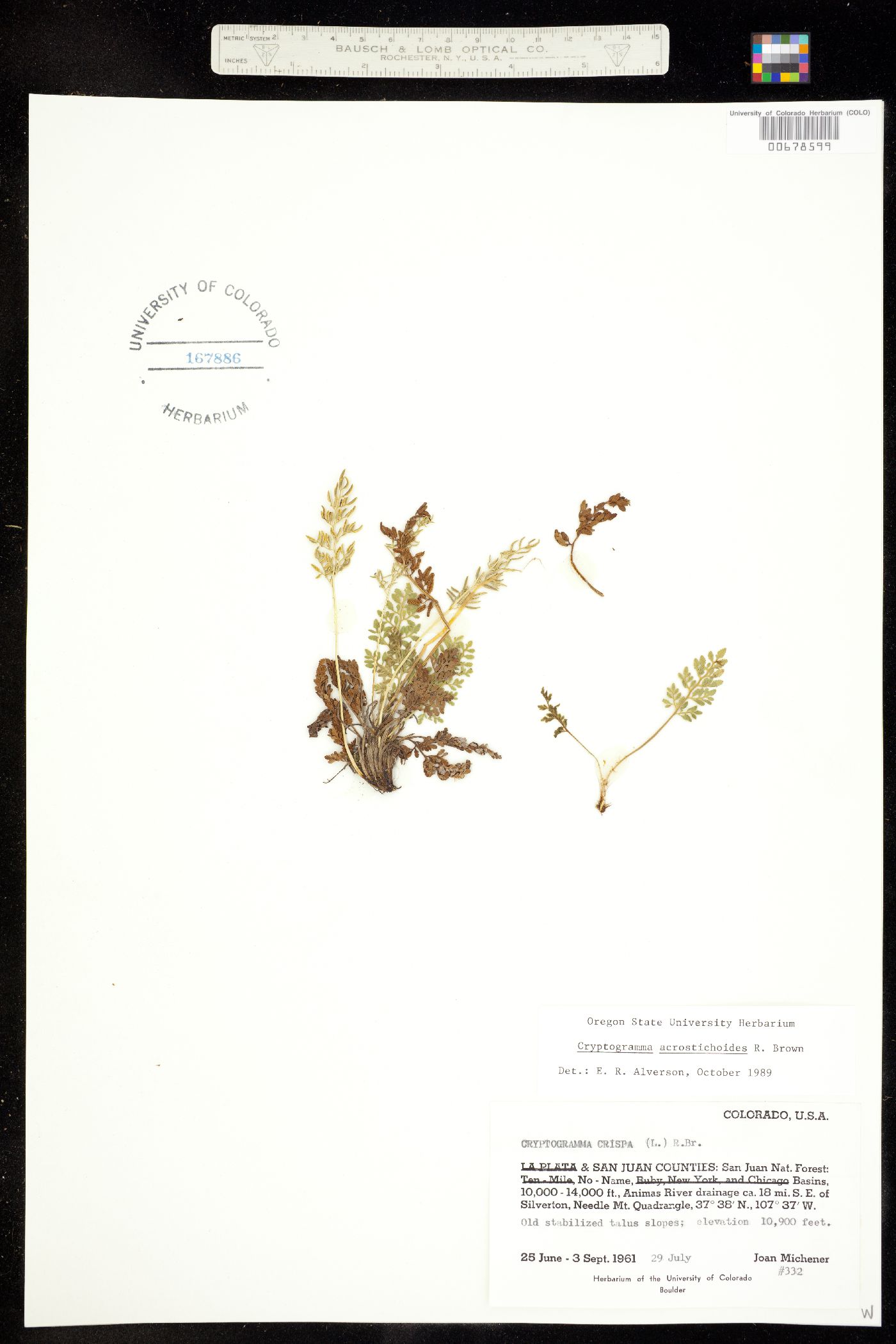 Cryptogramma acrostichoides image