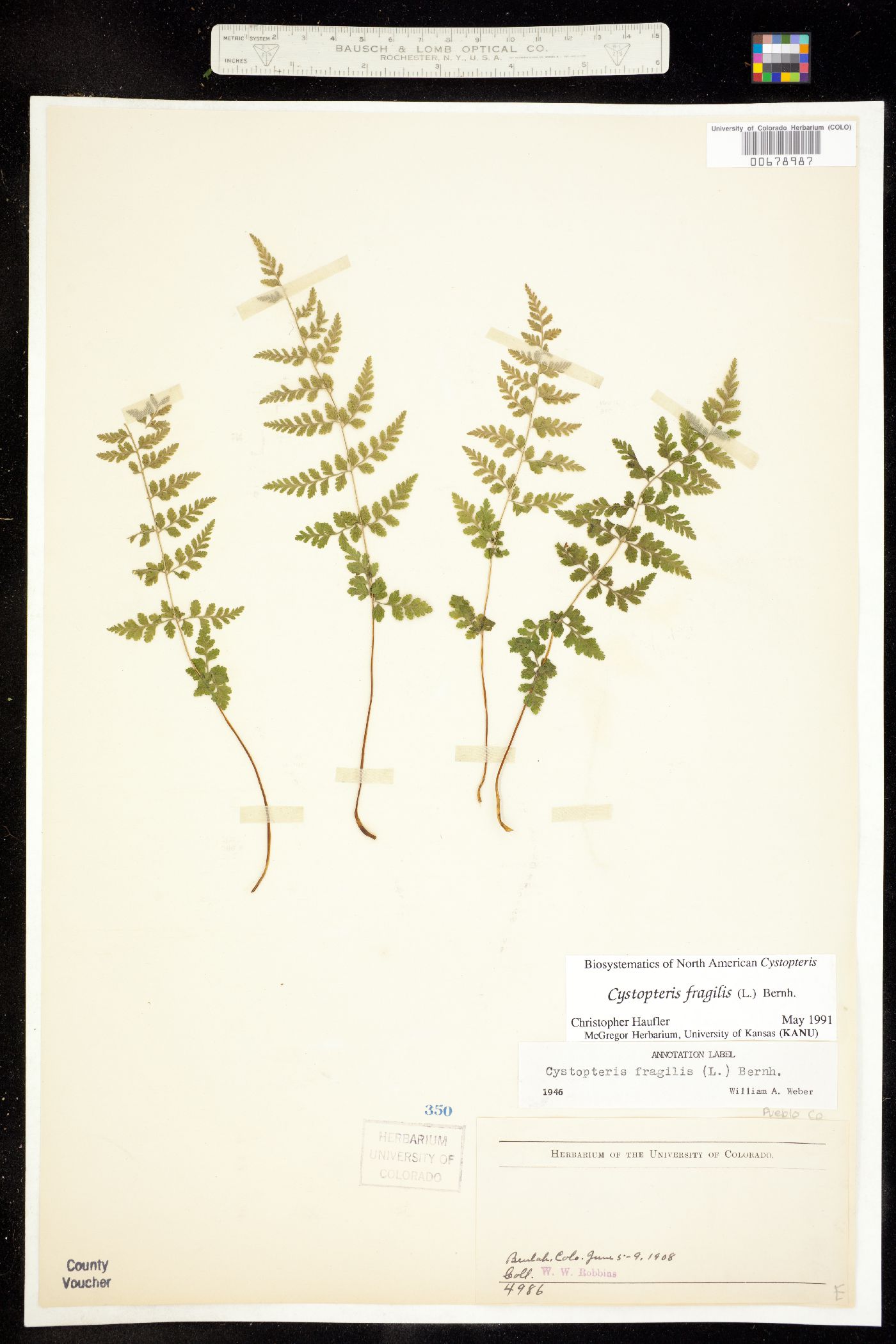 Cystopteris fragilis image