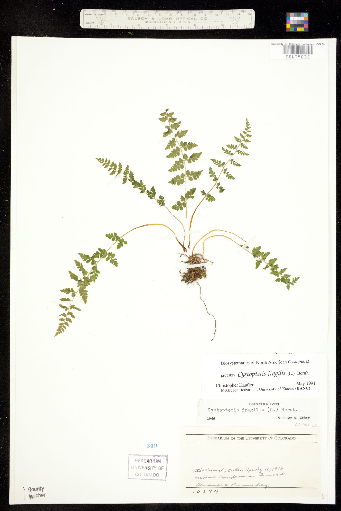 Cystopteris fragilis image