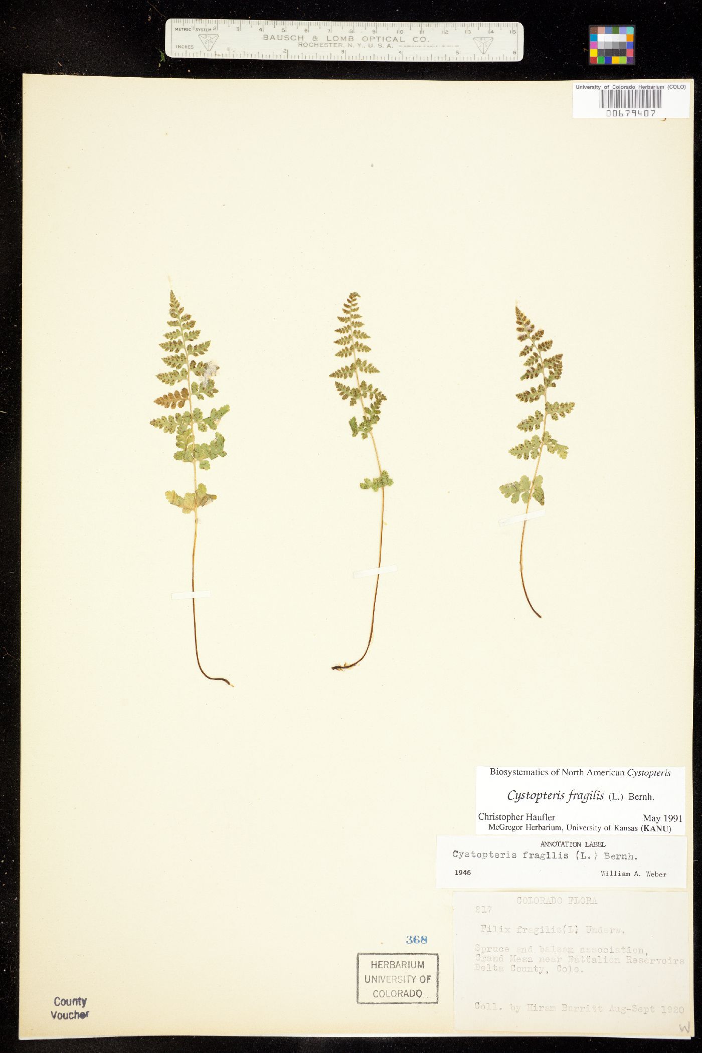 Cystopteris fragilis image