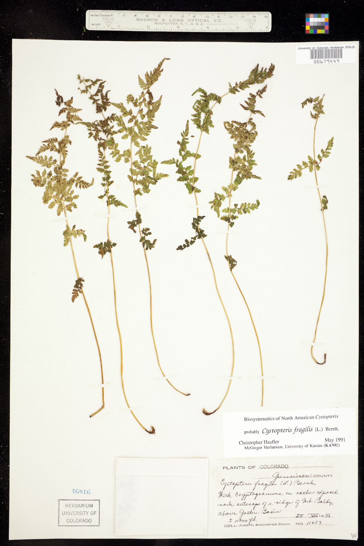 Cystopteris fragilis image