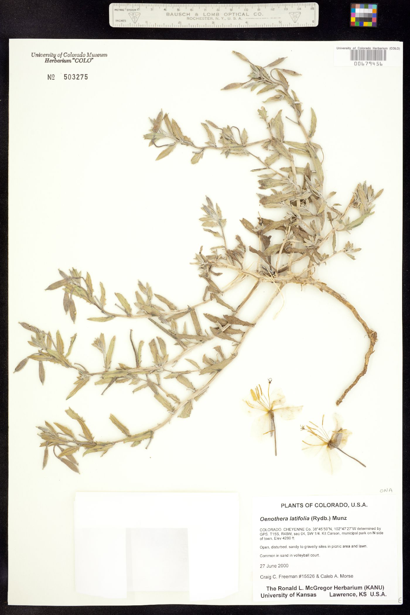 Oenothera pallida ssp. latifolia image