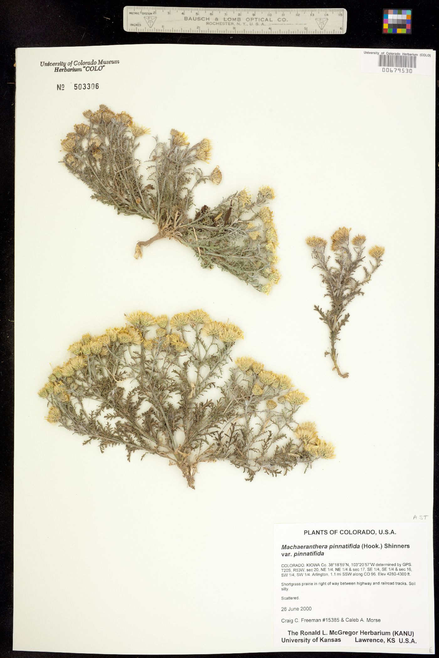 Machaeranthera pinnatifida image