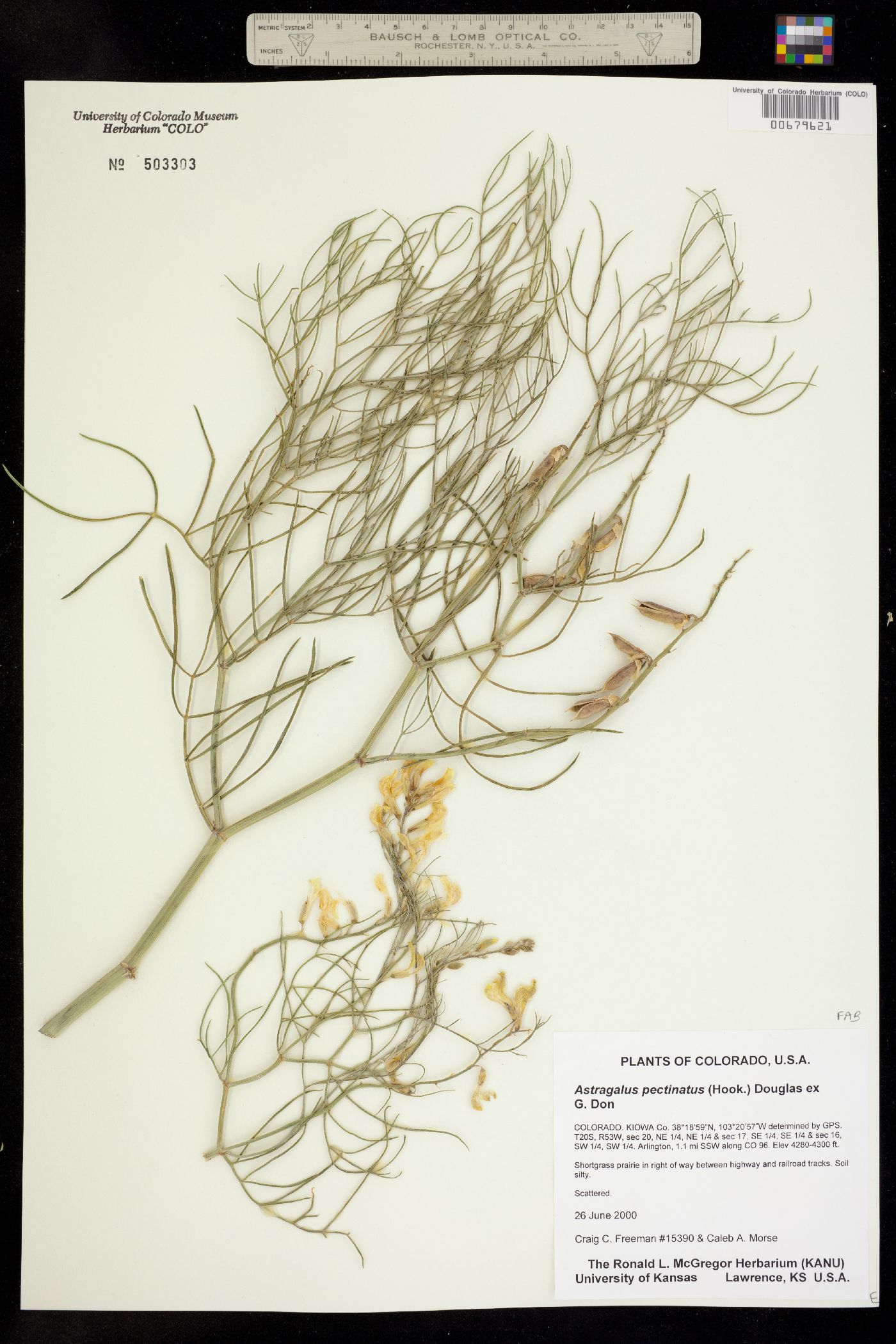 Astragalus pectinatus image