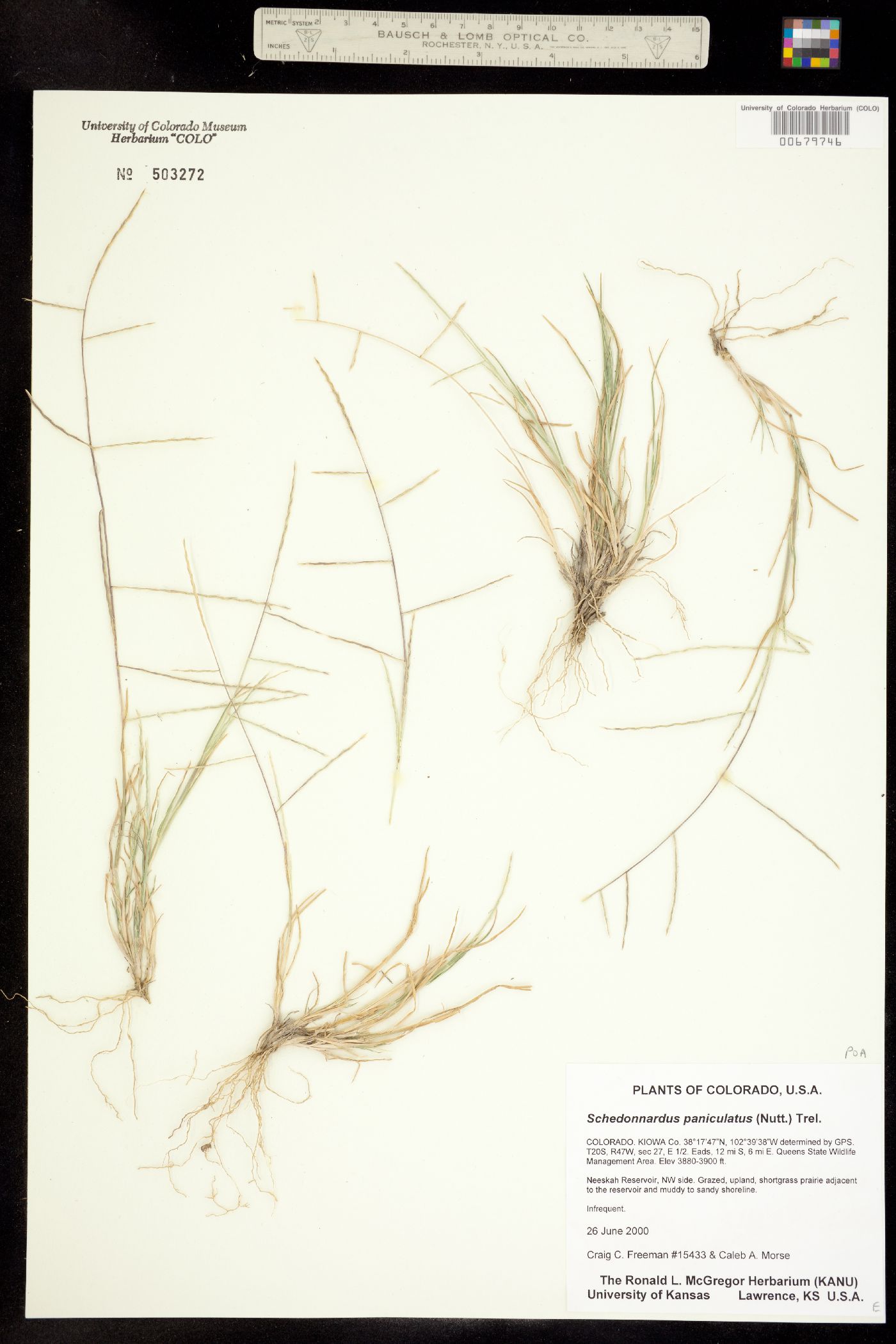 Muhlenbergia paniculata image
