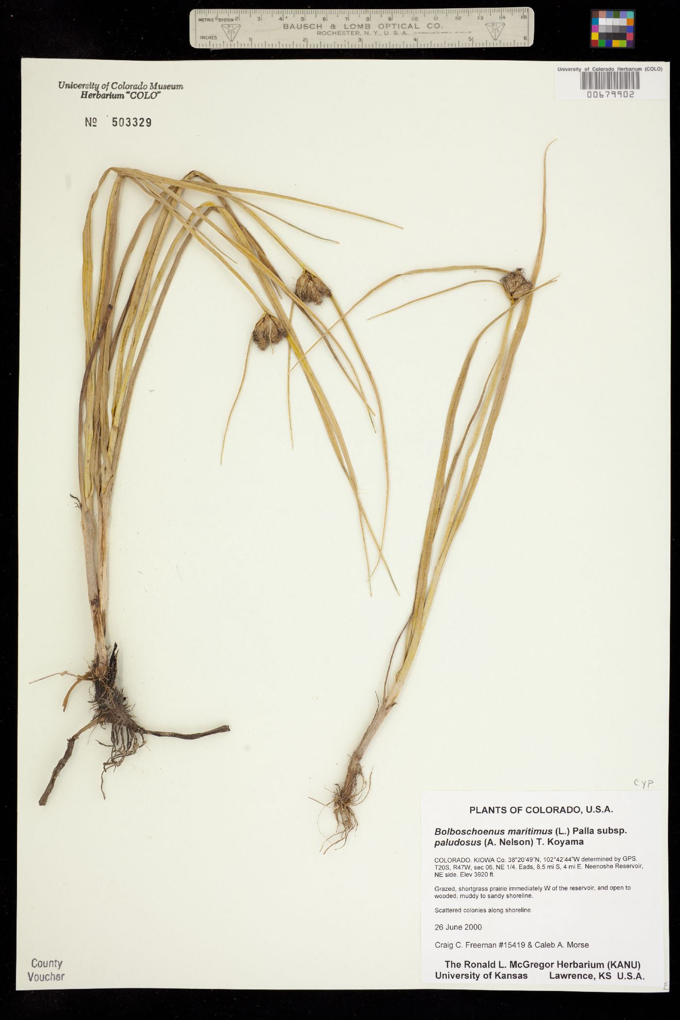 Bolboschoenus image