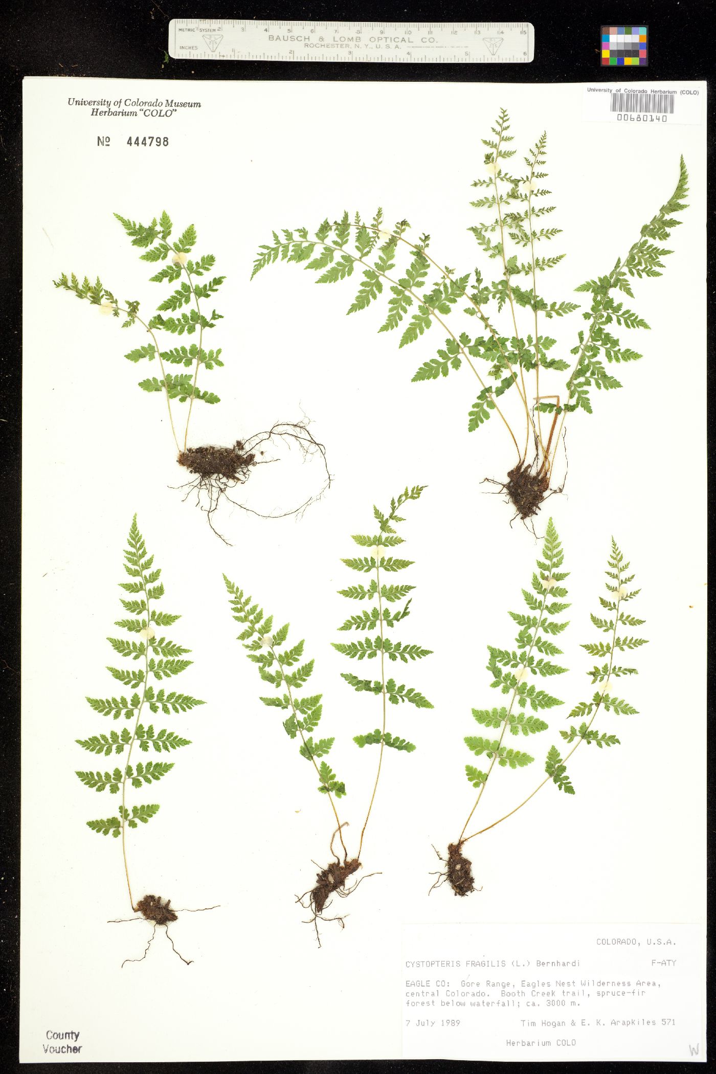 Cystopteris fragilis image