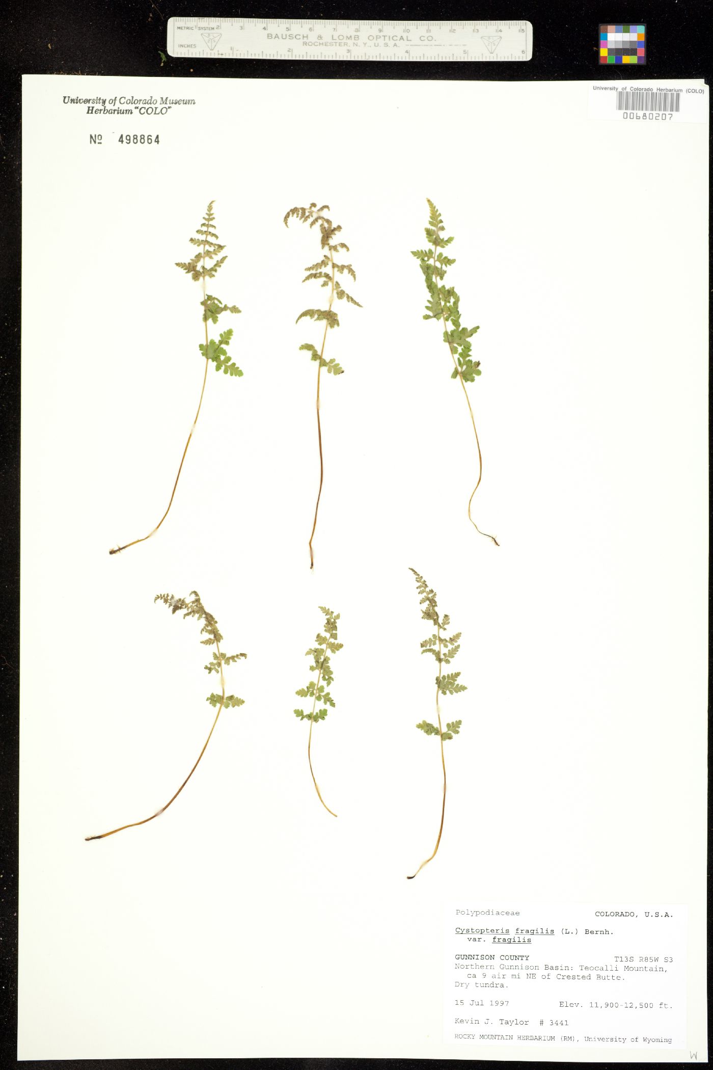 Cystopteris fragilis image