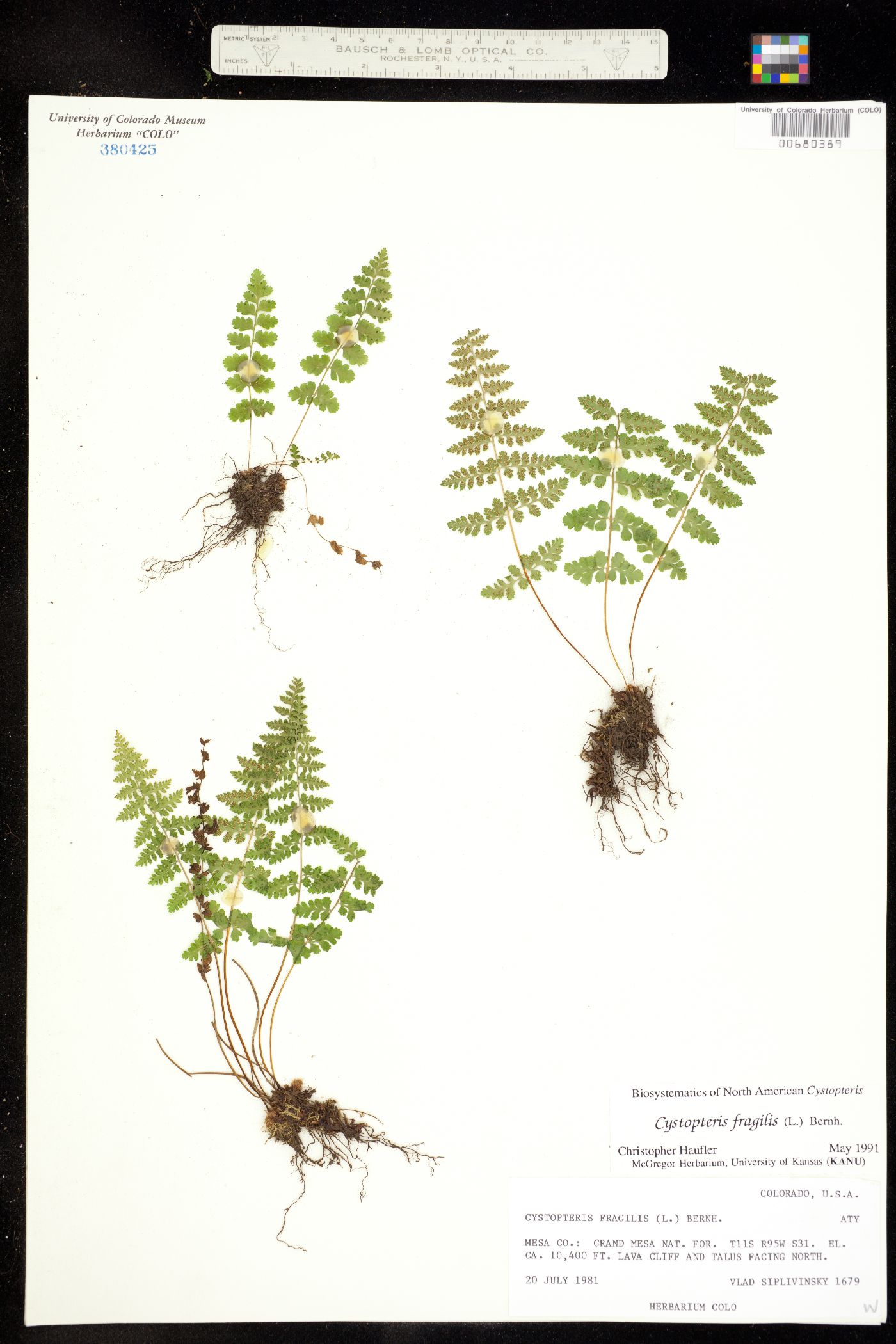 Cystopteris fragilis image
