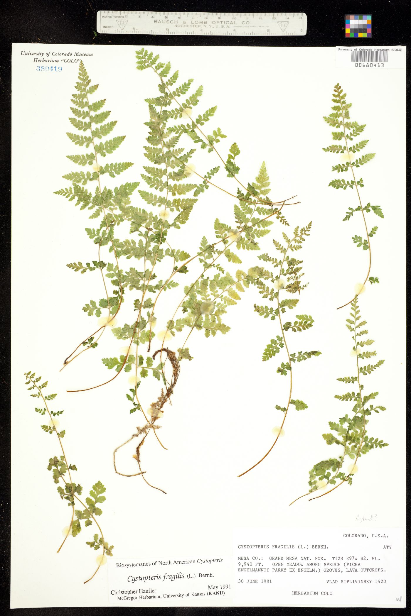 Cystopteris fragilis image